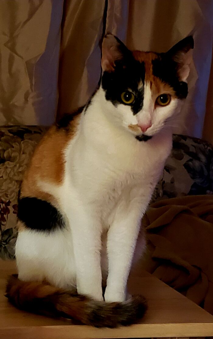 Hey Pandas, Show Us What Your Pet Is Doing Right Now (Closed) Hey Pandas, Show Us What Your Pet Is Doing Right Now (Closed)