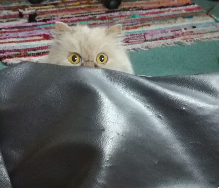 Hey Pandas, Show Us What Your Pet Is Doing Right Now (Closed) Hey Pandas, Show Us What Your Pet Is Doing Right Now (Closed)