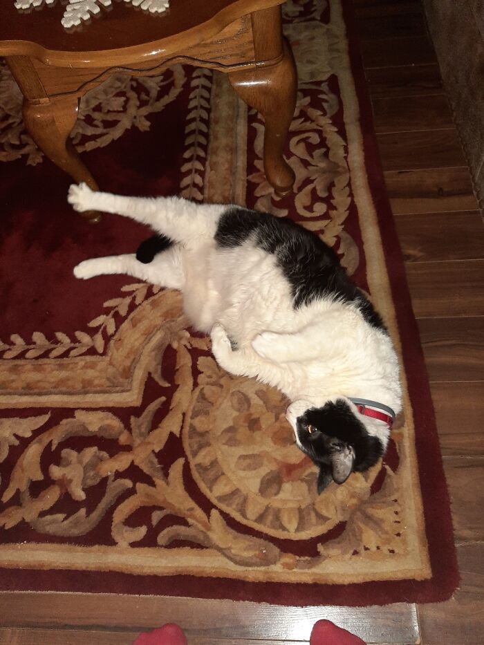 Hey Pandas, Show Us What Your Pet Is Doing Right Now (Closed) Hey Pandas, Show Us What Your Pet Is Doing Right Now (Closed)