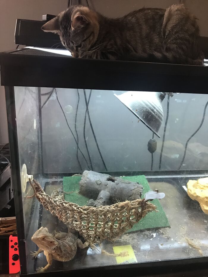 Hey Pandas, Show Us What Your Pet Is Doing Right Now (Closed) Hey Pandas, Show Us What Your Pet Is Doing Right Now (Closed)