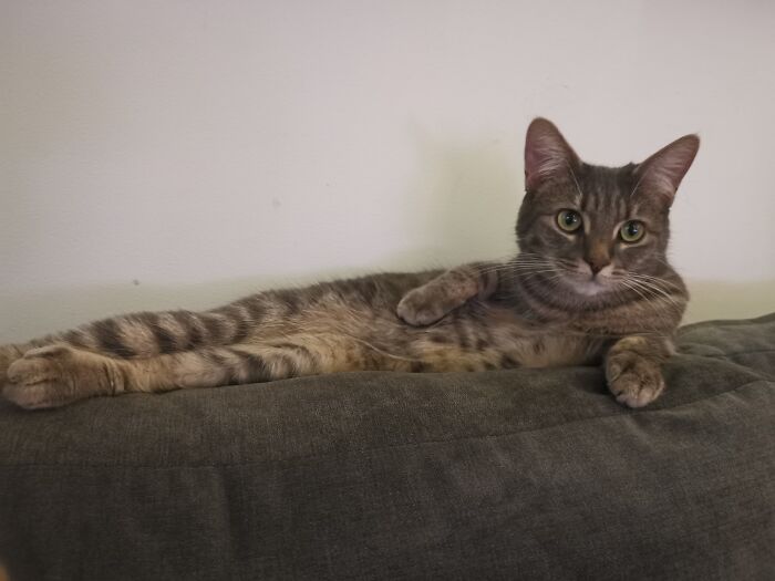 Hey Pandas, Show Us What Your Pet Is Doing Right Now (Closed) Hey Pandas, Show Us What Your Pet Is Doing Right Now (Closed)