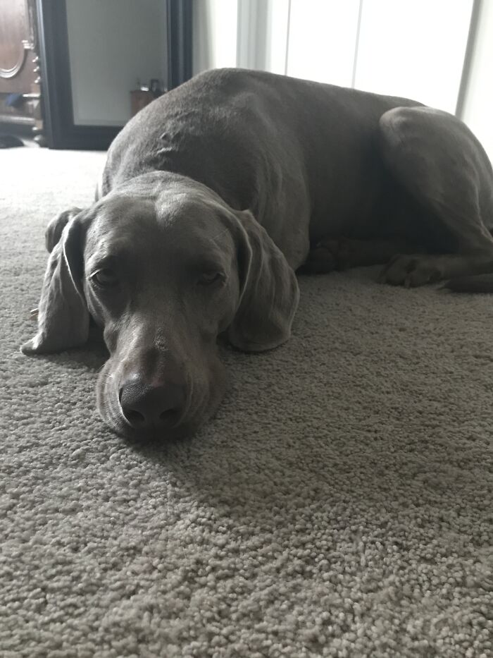 Hey Pandas, Show Us What Your Pet Is Doing Right Now (Closed) Hey Pandas, Show Us What Your Pet Is Doing Right Now (Closed)