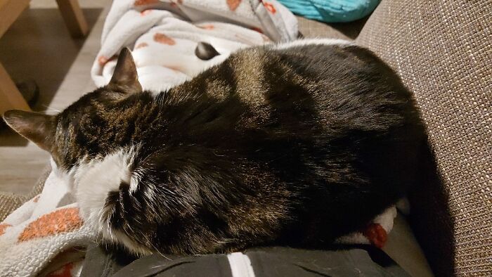 Hey Pandas, Show Us What Your Pet Is Doing Right Now (Closed) Hey Pandas, Show Us What Your Pet Is Doing Right Now (Closed)