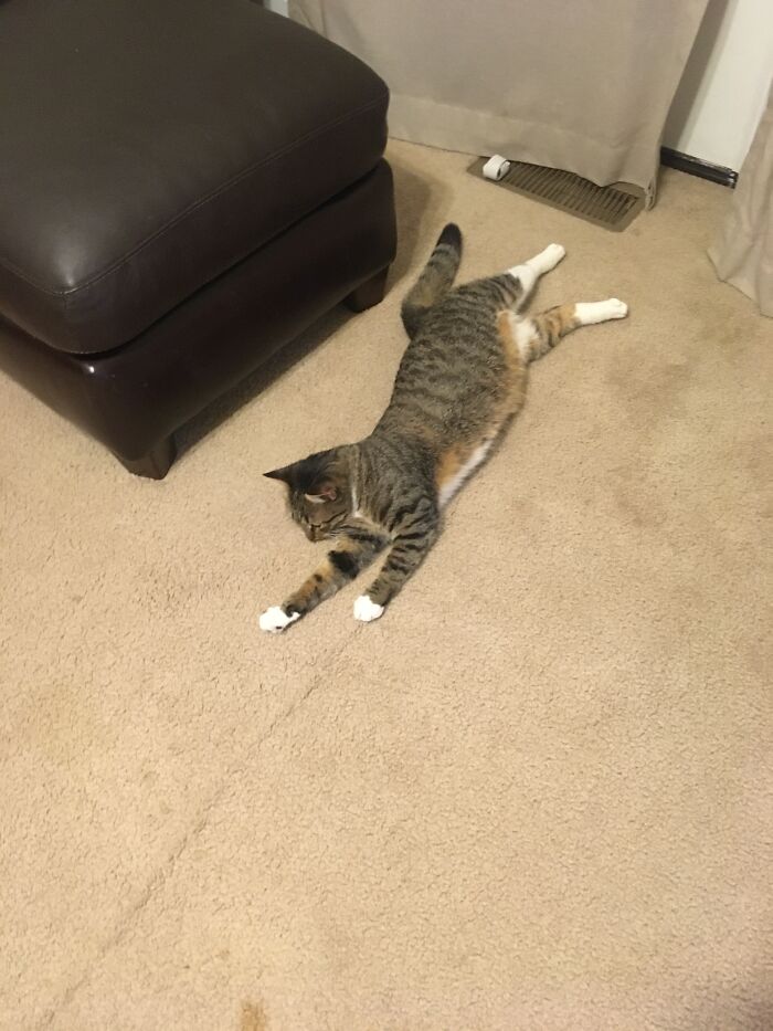 Hey Pandas, Show Us What Your Pet Is Doing Right Now (Closed) Hey Pandas, Show Us What Your Pet Is Doing Right Now (Closed)