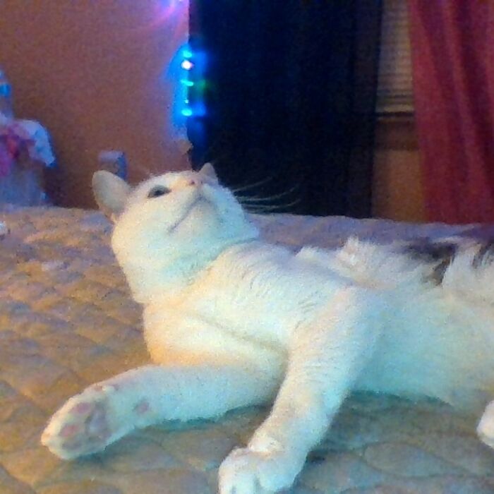 Hey Pandas, Show Us What Your Pet Is Doing Right Now (Closed) Hey Pandas, Show Us What Your Pet Is Doing Right Now (Closed)