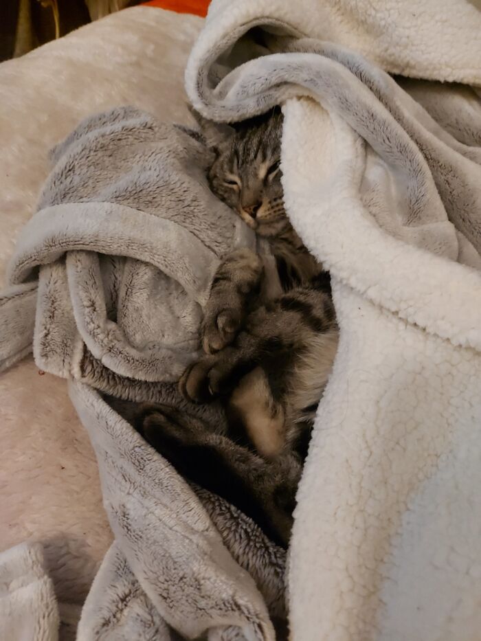 Hey Pandas, Show Us What Your Pet Is Doing Right Now (Closed) Hey Pandas, Show Us What Your Pet Is Doing Right Now (Closed)