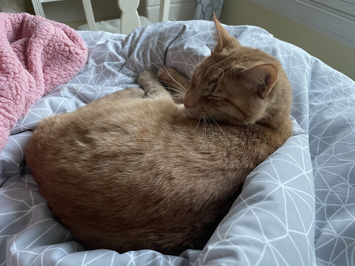 Hey Pandas, Show Us What Your Pet Is Doing Right Now (Closed) Hey Pandas, Show Us What Your Pet Is Doing Right Now (Closed)