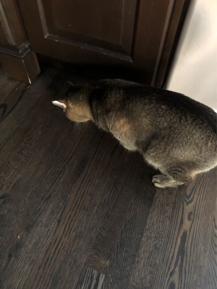 Hey Pandas, Show Us What Your Pet Is Doing Right Now (Closed) Hey Pandas, Show Us What Your Pet Is Doing Right Now (Closed)