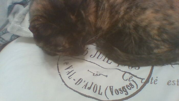 Hey Pandas, Show Us What Your Pet Is Doing Right Now (Closed) Hey Pandas, Show Us What Your Pet Is Doing Right Now (Closed)