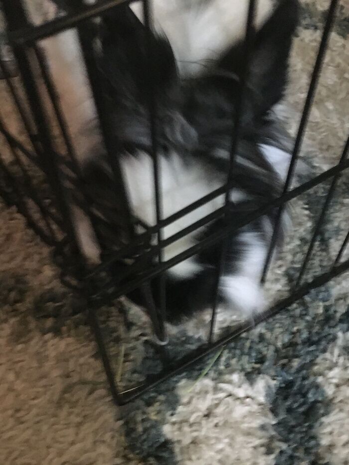 Hey Pandas, Show Us What Your Pet Is Doing Right Now (Closed) Hey Pandas, Show Us What Your Pet Is Doing Right Now (Closed)