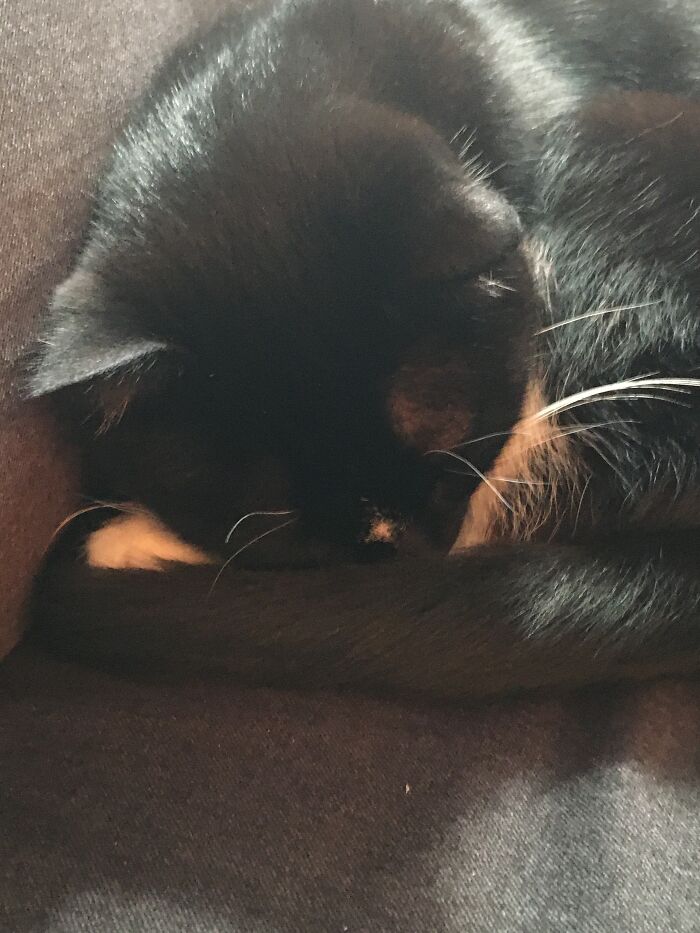 Hey Pandas, Show Us What Your Pet Is Doing Right Now (Closed) Hey Pandas, Show Us What Your Pet Is Doing Right Now (Closed)