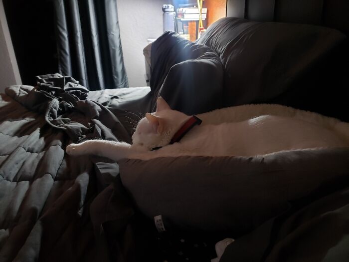 Hey Pandas, Show Us What Your Pet Is Doing Right Now (Closed) Hey Pandas, Show Us What Your Pet Is Doing Right Now (Closed)