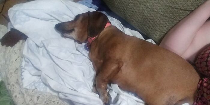 Hey Pandas, Show Us What Your Pet Is Doing Right Now (Closed) Hey Pandas, Show Us What Your Pet Is Doing Right Now (Closed)