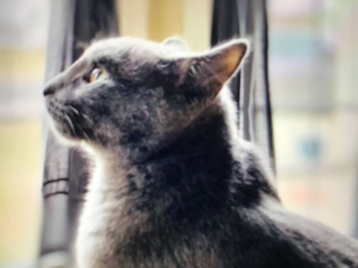 Hey Pandas, Show Us What Your Pet Is Doing Right Now (Closed) Hey Pandas, Show Us What Your Pet Is Doing Right Now (Closed)