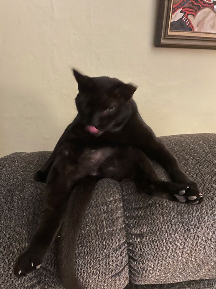 Hey Pandas, Show Us What Your Pet Is Doing Right Now (Closed) Hey Pandas, Show Us What Your Pet Is Doing Right Now (Closed)