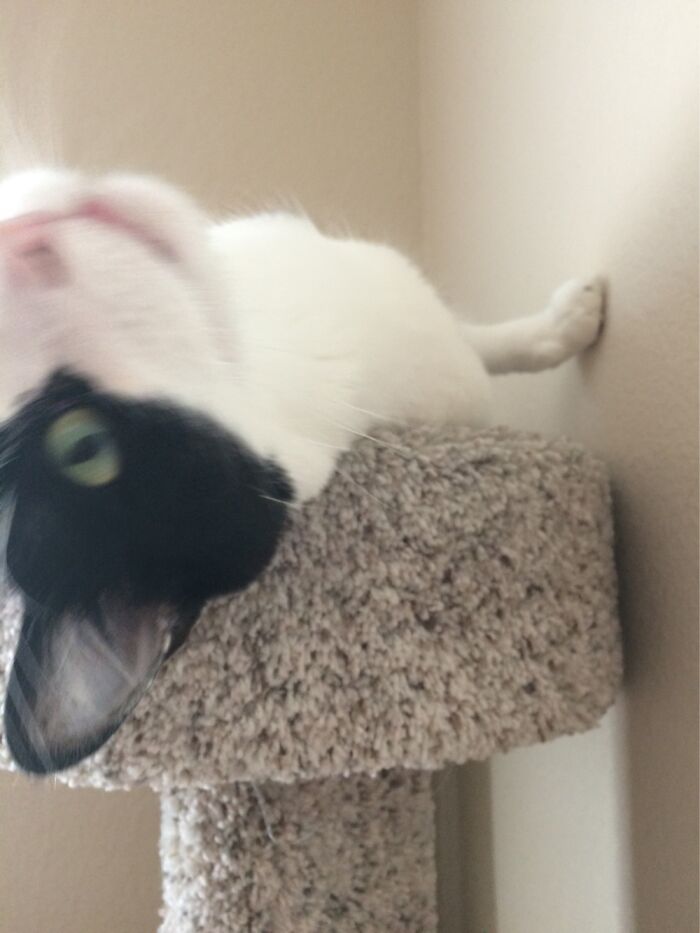 Hey Pandas, Show Us What Your Pet Is Doing Right Now (Closed) Hey Pandas, Show Us What Your Pet Is Doing Right Now (Closed)