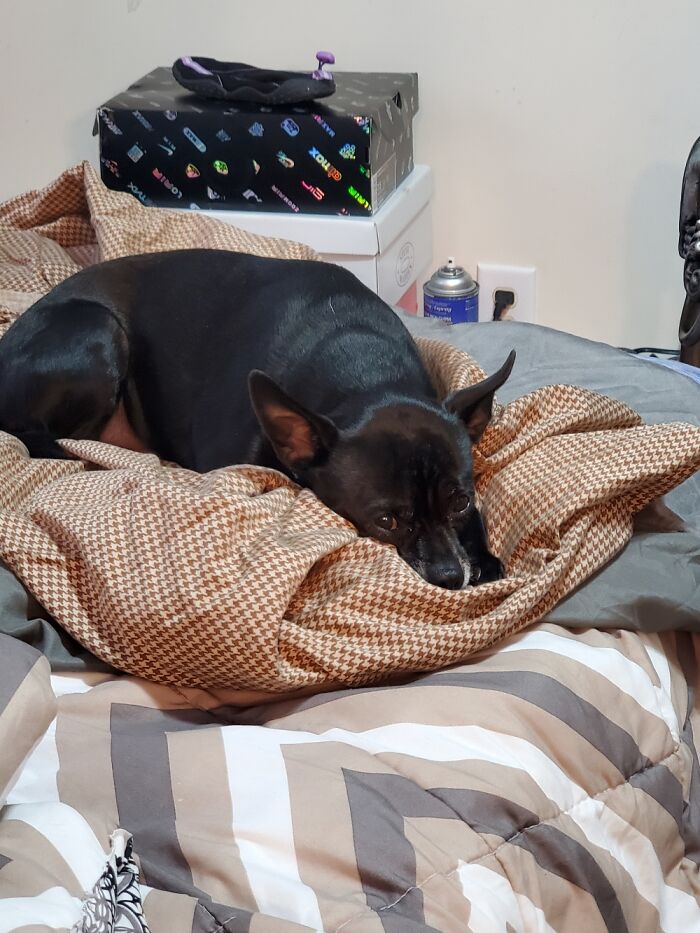 Hey Pandas, Show Us What Your Pet Is Doing Right Now (Closed) Hey Pandas, Show Us What Your Pet Is Doing Right Now (Closed)