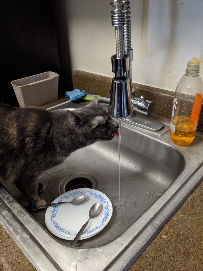 Hey Pandas, Show Us What Your Pet Is Doing Right Now (Closed) Hey Pandas, Show Us What Your Pet Is Doing Right Now (Closed)