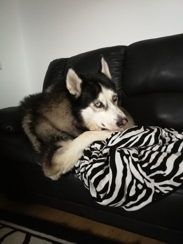 Hey Pandas, Show Us What Your Pet Is Doing Right Now (Closed) Hey Pandas, Show Us What Your Pet Is Doing Right Now (Closed)