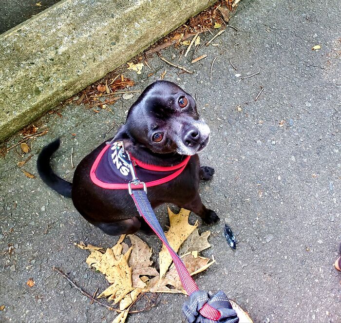 Hey Pandas, Show Us What Your Pet Is Doing Right Now (Closed) Hey Pandas, Show Us What Your Pet Is Doing Right Now (Closed)