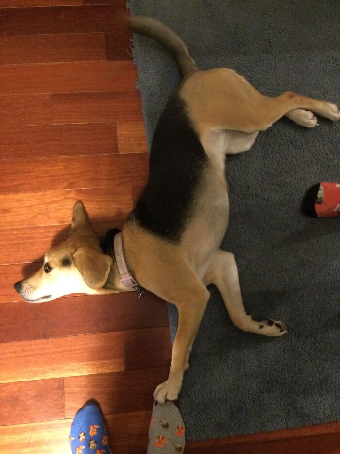 Hey Pandas, Show Us What Your Pet Is Doing Right Now (Closed) Hey Pandas, Show Us What Your Pet Is Doing Right Now (Closed)