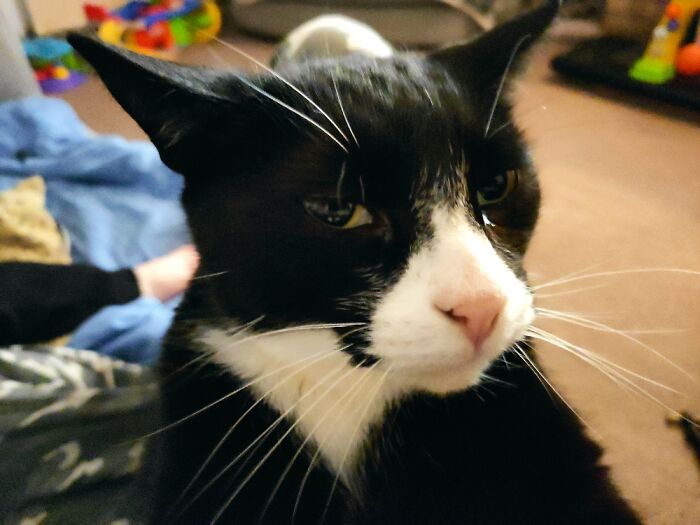 Hey Pandas, Show Us What Your Pet Is Doing Right Now (Closed) Hey Pandas, Show Us What Your Pet Is Doing Right Now (Closed)