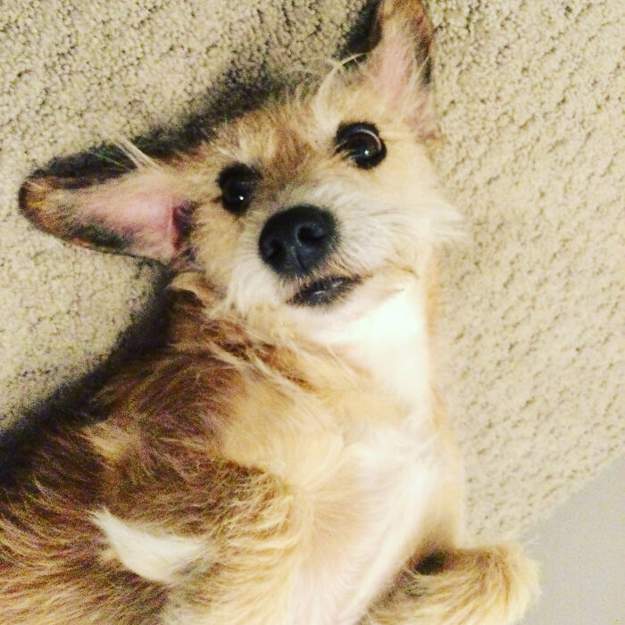 Hey Pandas, Show Us What Your Pet Is Doing Right Now (Closed) Hey Pandas, Show Us What Your Pet Is Doing Right Now (Closed)