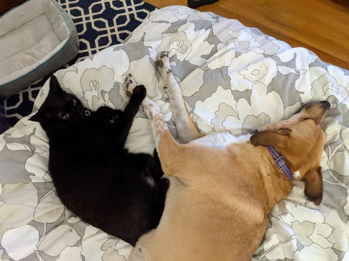 Hey Pandas, Show Us What Your Pet Is Doing Right Now (Closed) Hey Pandas, Show Us What Your Pet Is Doing Right Now (Closed)