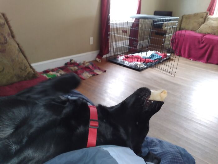 Hey Pandas, Show Us What Your Pet Is Doing Right Now (Closed) Hey Pandas, Show Us What Your Pet Is Doing Right Now (Closed)