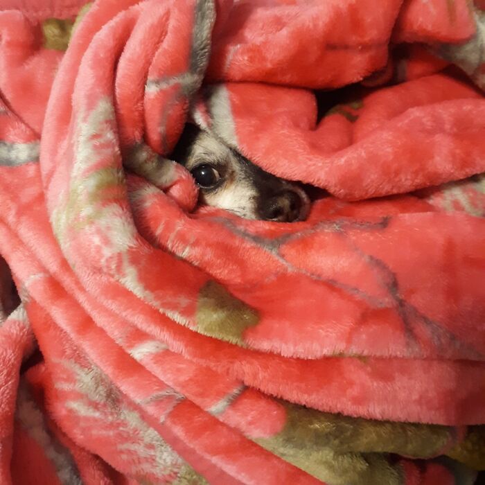 Hey Pandas, Show Us What Your Pet Is Doing Right Now (Closed) Hey Pandas, Show Us What Your Pet Is Doing Right Now (Closed)