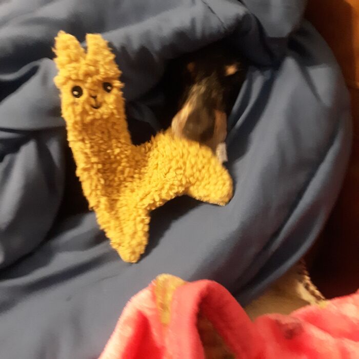 Hey Pandas, Show Us What Your Pet Is Doing Right Now (Closed) Hey Pandas, Show Us What Your Pet Is Doing Right Now (Closed)