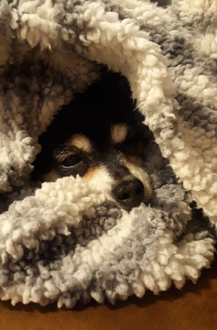 Hey Pandas, Show Us What Your Pet Is Doing Right Now (Closed) Hey Pandas, Show Us What Your Pet Is Doing Right Now (Closed)