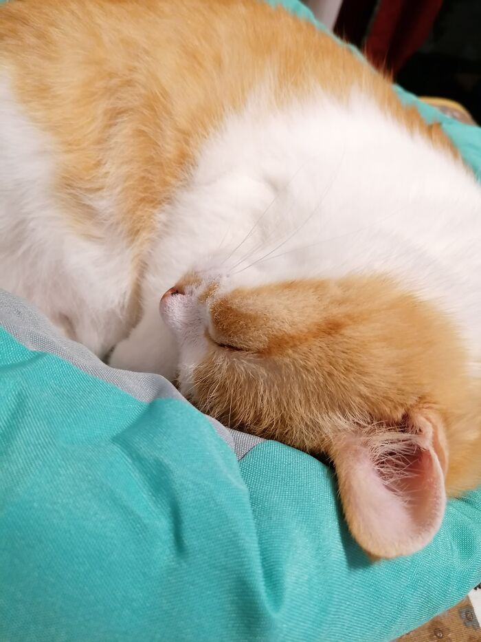 Hey Pandas, Show Us What Your Pet Is Doing Right Now (Closed) Hey Pandas, Show Us What Your Pet Is Doing Right Now (Closed)