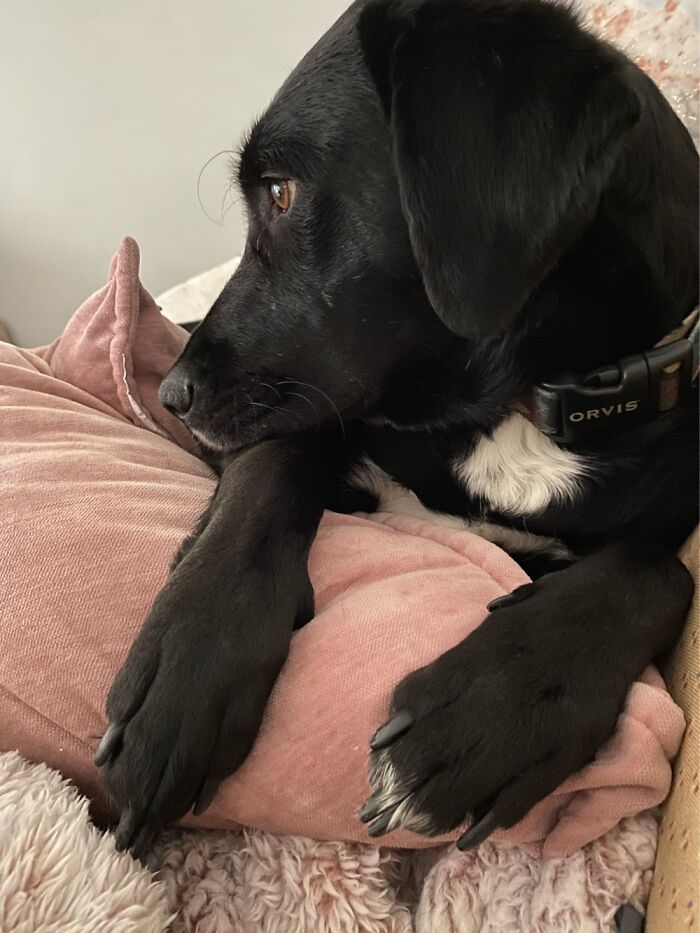 Hey Pandas, Show Us What Your Pet Is Doing Right Now (Closed) Hey Pandas, Show Us What Your Pet Is Doing Right Now (Closed)