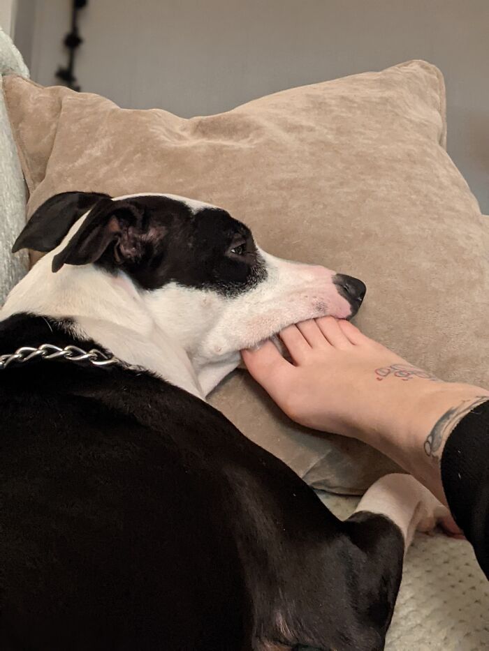 Hey Pandas, Show Us What Your Pet Is Doing Right Now (Closed) Hey Pandas, Show Us What Your Pet Is Doing Right Now (Closed)