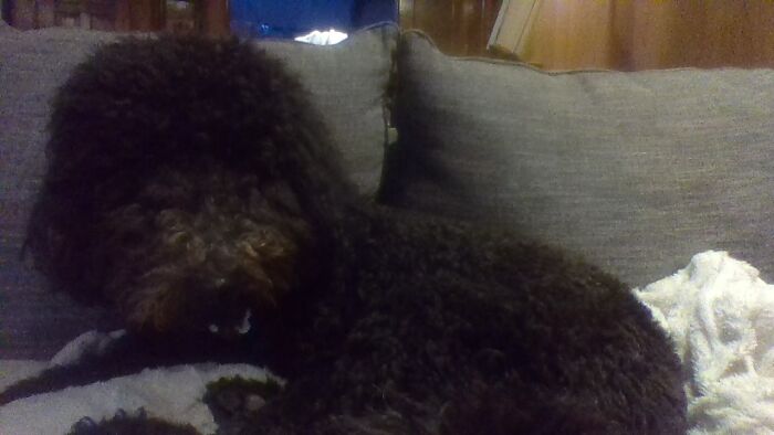 Hey Pandas, Show Us What Your Pet Is Doing Right Now (Closed) Hey Pandas, Show Us What Your Pet Is Doing Right Now (Closed)