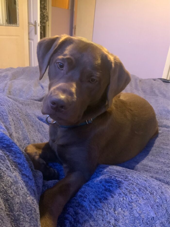 Hey Pandas, Show Us What Your Pet Is Doing Right Now (Closed) Hey Pandas, Show Us What Your Pet Is Doing Right Now (Closed)