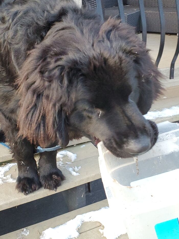 Hey Pandas, Show Us What Your Pet Is Doing Right Now (Closed) Hey Pandas, Show Us What Your Pet Is Doing Right Now (Closed)