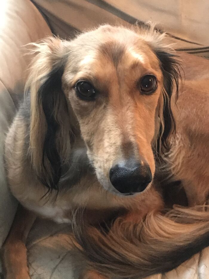 Hey Pandas, Show Us What Your Pet Is Doing Right Now (Closed) Hey Pandas, Show Us What Your Pet Is Doing Right Now (Closed)