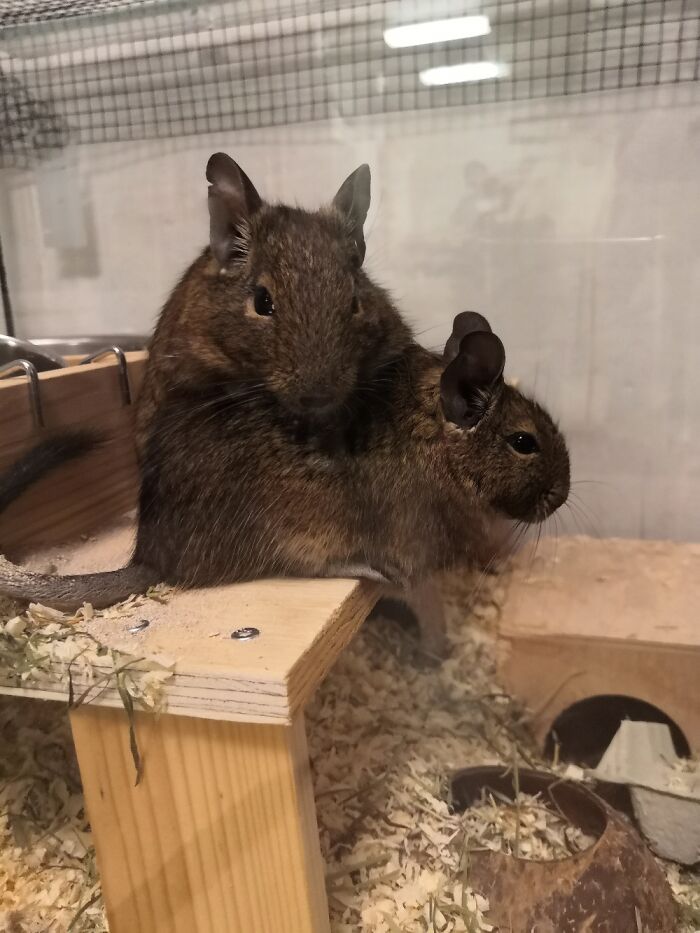 Hey Pandas, Show Us What Your Pet Is Doing Right Now (Closed) Hey Pandas, Show Us What Your Pet Is Doing Right Now (Closed)