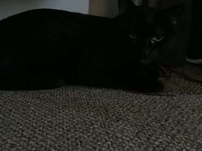 Hey Pandas, Show Us What Your Pet Is Doing Right Now (Closed) Hey Pandas, Show Us What Your Pet Is Doing Right Now (Closed)