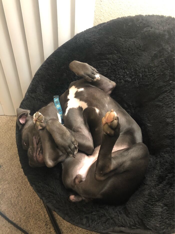 Hey Pandas, Show Us What Your Pet Is Doing Right Now (Closed) Hey Pandas, Show Us What Your Pet Is Doing Right Now (Closed)