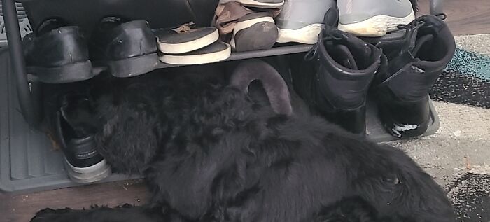 Hey Pandas, Show Us What Your Pet Is Doing Right Now (Closed) Hey Pandas, Show Us What Your Pet Is Doing Right Now (Closed)