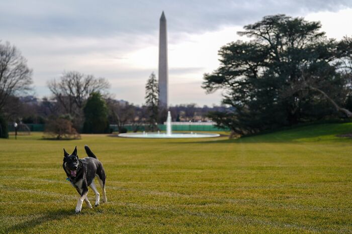 Biden’s Dogs Just Moved Into The White House And The Photos Are Just Precious (11 Pics) Biden’s Dogs Just Moved Into The White House And The Photos Are Just Precious (11 Pics)