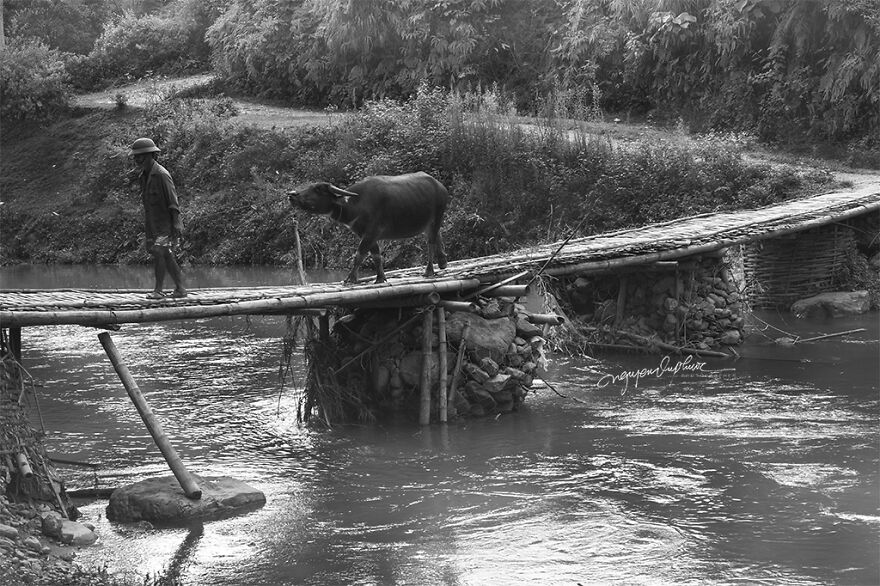 My 29 Pictures That Show The Relationship Between Buffalos And Vietnamese Farmers My 29 Pictures That Show The Relationship Between Buffalos And Vietnamese Farmers