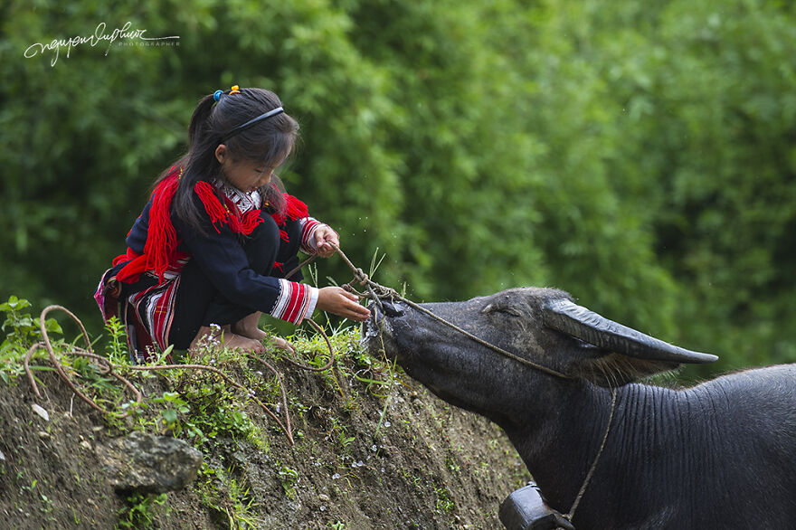 My 29 Pictures That Show The Relationship Between Buffalos And Vietnamese Farmers My 29 Pictures That Show The Relationship Between Buffalos And Vietnamese Farmers
