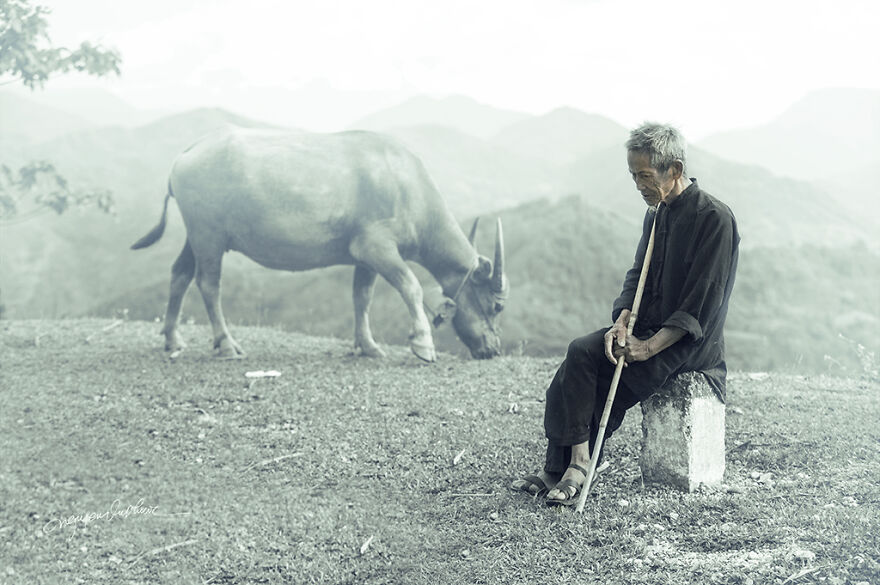 My 29 Pictures That Show The Relationship Between Buffalos And Vietnamese Farmers My 29 Pictures That Show The Relationship Between Buffalos And Vietnamese Farmers