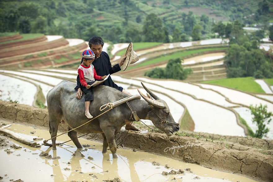 My 29 Pictures That Show The Relationship Between Buffalos And Vietnamese Farmers My 29 Pictures That Show The Relationship Between Buffalos And Vietnamese Farmers