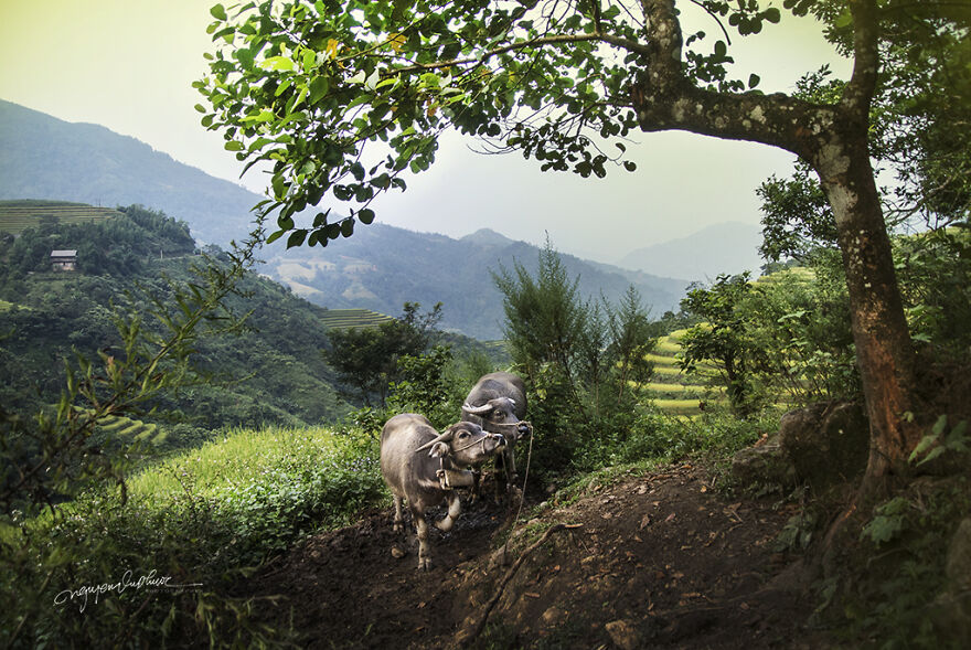 My 29 Pictures That Show The Relationship Between Buffalos And Vietnamese Farmers My 29 Pictures That Show The Relationship Between Buffalos And Vietnamese Farmers