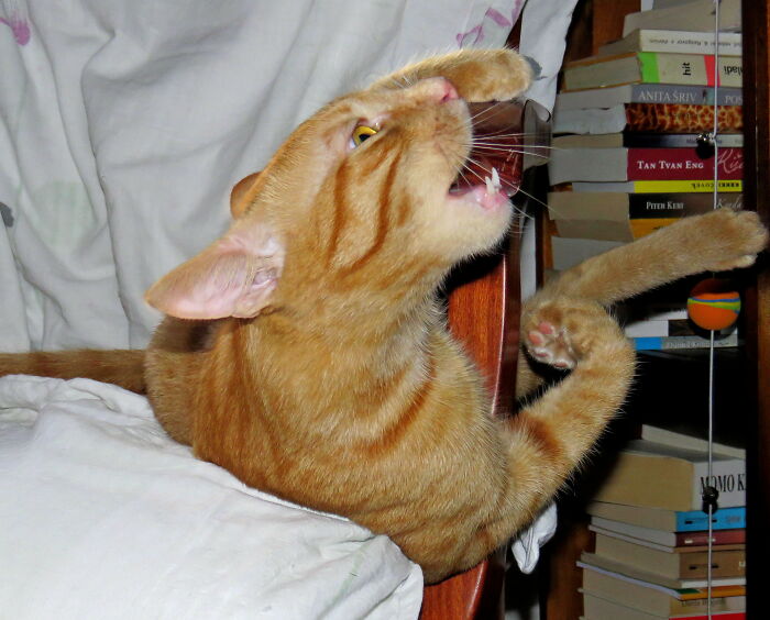 Hey Pandas, Share A Pic Of Your Pet Destroying Something Hey Pandas, Share A Pic Of Your Pet Destroying Something